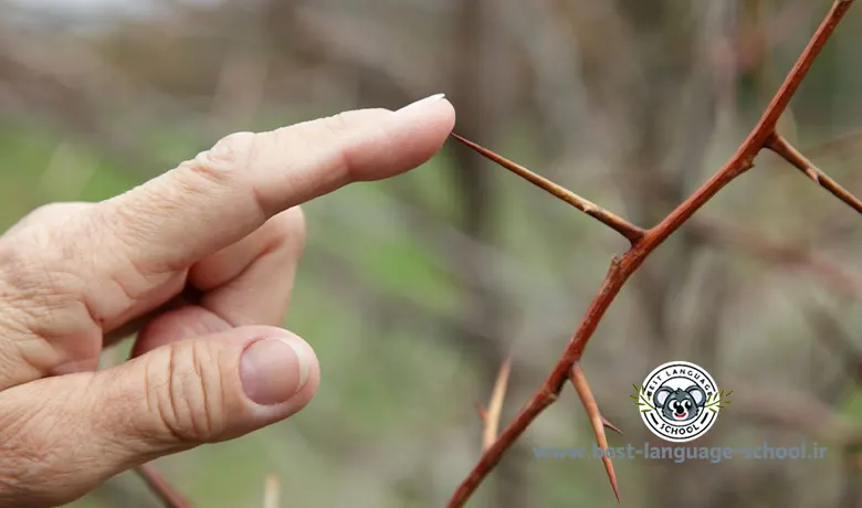 حواس پنجگانه به انگلیسی 