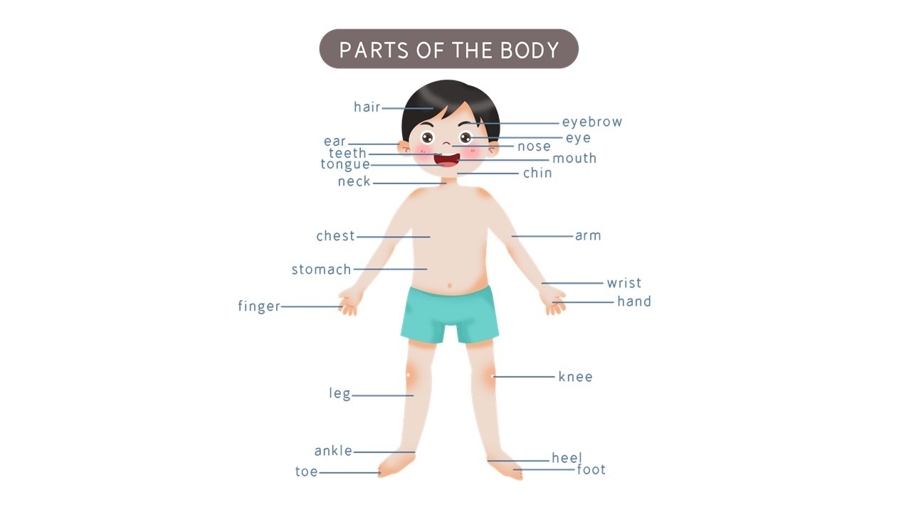 body parts