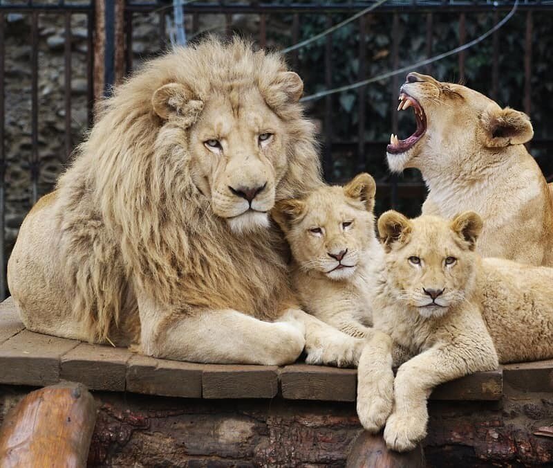 معرفی باغ وحش در استانبول