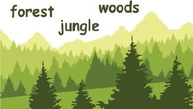 forest vs jungle