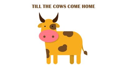 till the cows come home