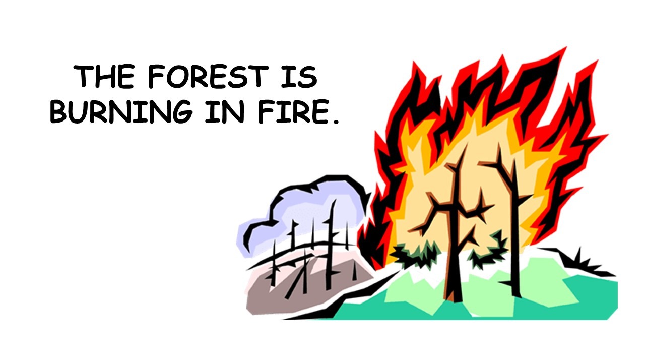 FOREST BURNING