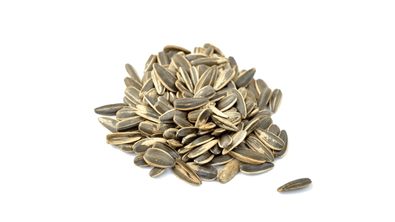 sunflower seed
