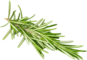 rosemary