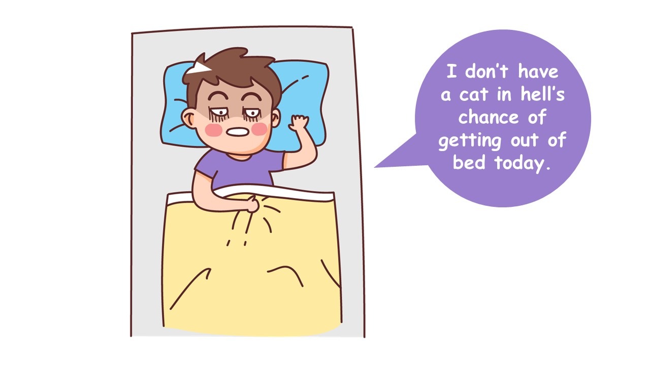 English idioms with cat