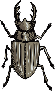 beetle