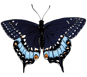 butterfly