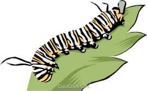caterpillar