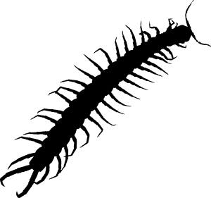 centipede