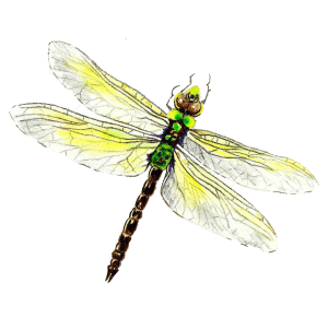 dragonfly