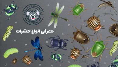 حشرات به انگلیسی