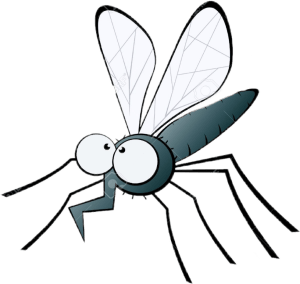 mosquito