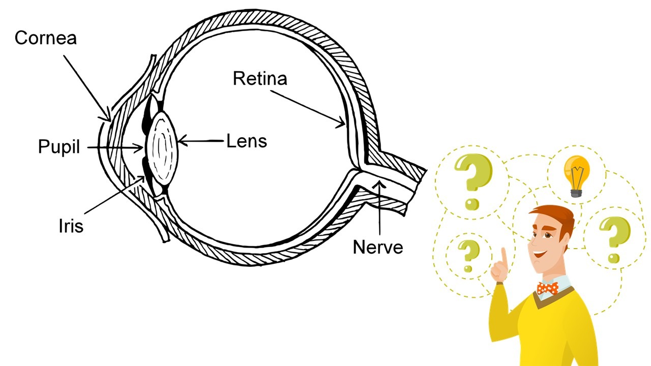different parts of the eye